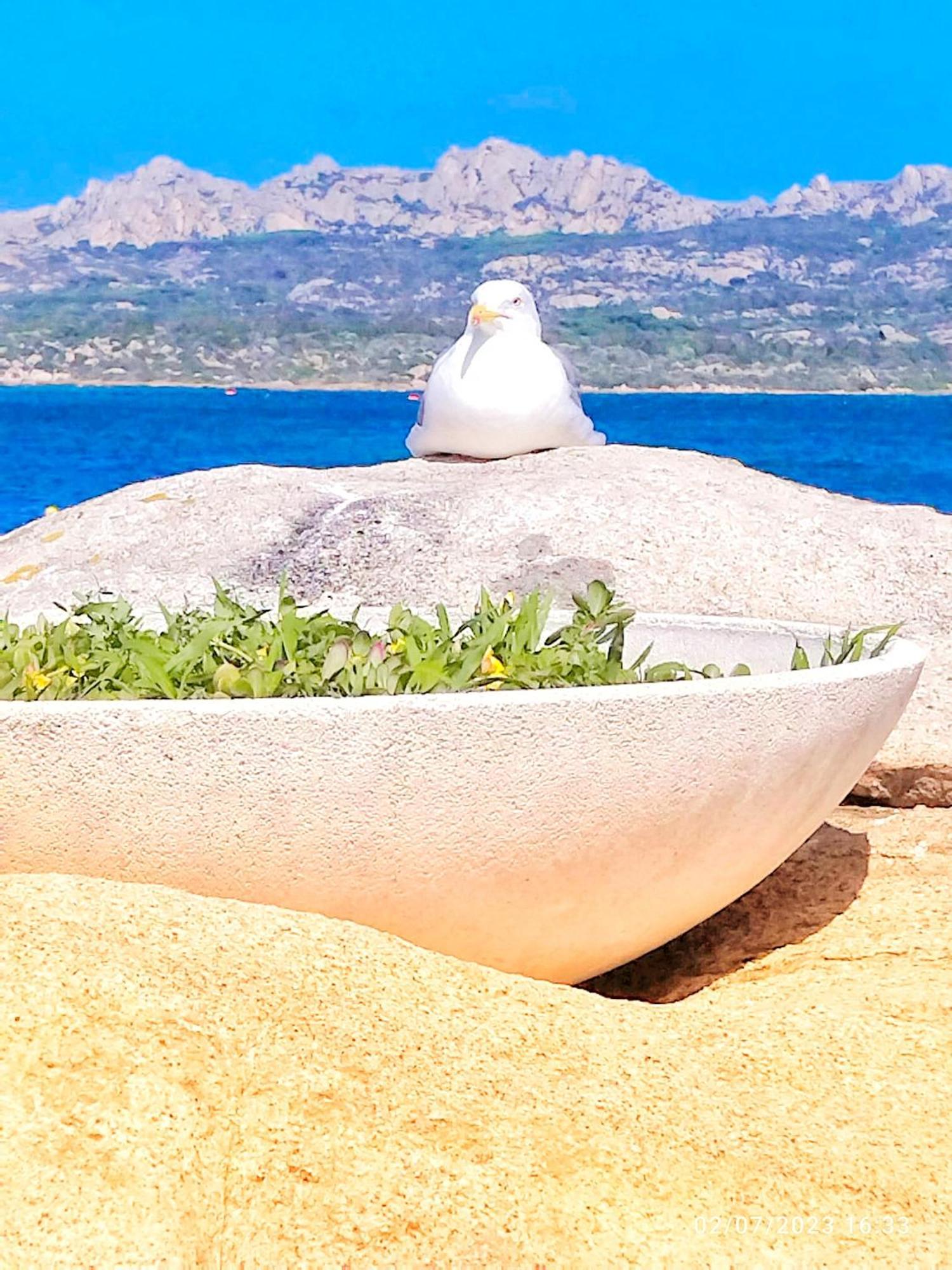 Incantevole Casa Vacanze Ginestra La Maddalena La Maddalena  Buitenkant foto